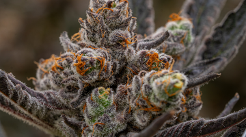 The Future of Hemp: Breakthrough Cannabinoid Research in 2025