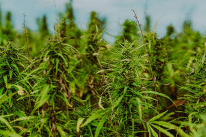 Dense green hemp plants growing outdoors