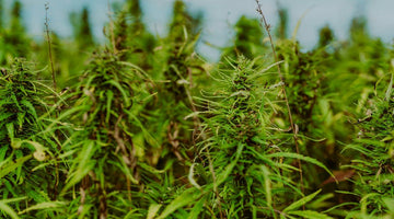 Dense green hemp plants growing outdoors