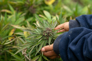 Person examining cannabis plant outdoors