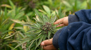 Person examining cannabis plant outdoors