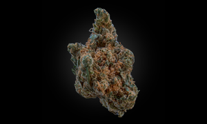 Why “Indica vs Sativa” Is Becoming an Outdated Way to Choose Cannabis