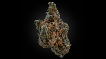 Why “Indica vs Sativa” Is Becoming an Outdated Way to Choose Cannabis