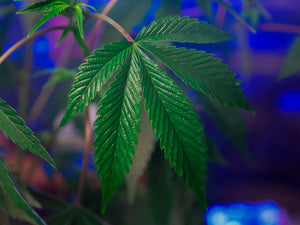 How Long After Edibles Can You Drive? Hemp THC Guide