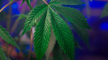 How Long After Edibles Can You Drive? Hemp THC Guide