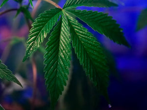 How to Talk to Your Partner About THC: Consent & Boundaries