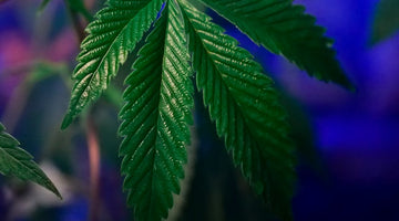 How to Talk to Your Partner About THC: Consent & Boundaries