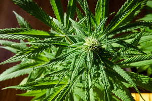 Cannabinoid Acids 101: THCa, CBDa, and CBGa Explained