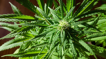 Cannabinoid Acids 101: THCa, CBDa, and CBGa Explained