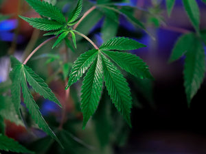 Will Hemp Delta-9 Make You Fail a Drug Test? What to Know