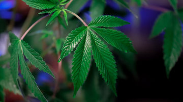 Will Hemp Delta-9 Make You Fail a Drug Test? What to Know