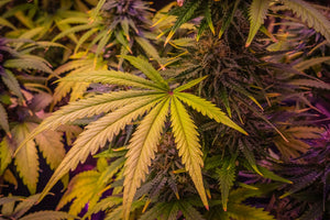 How to Store THC Beverages: Light, Heat & Carbonation Tips