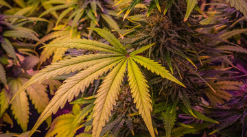 How to Store THC Beverages: Light, Heat & Carbonation Tips