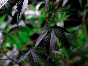Greening Out Symptoms vs Panic: Causes + Fast Relief
