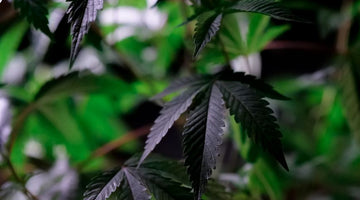 Greening Out Symptoms vs Panic: Causes + Fast Relief