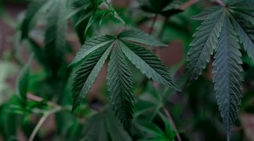 Mixing THC and CBD: How Ratios Shape Your Experience