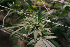 Hemp vs Marijuana: How Federal Definitions Shape Online Choices