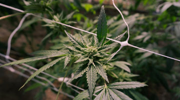 Hemp vs Marijuana: How Federal Definitions Shape Online Choices