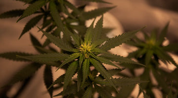 How to Take a 7-Day THC Tolerance Break (Expert Reset Guide)