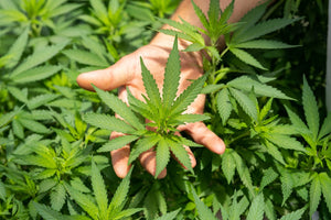 Why Inhalation Hits Fast: Hemp THC Bioavailability Explained