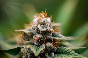Terpenes in Edibles: Do They Survive Digestion?