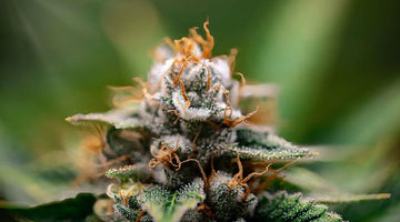 Terpenes in Edibles: Do They Survive Digestion?