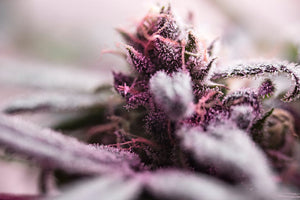Set and Setting for THC: Guide to a Great First Experience