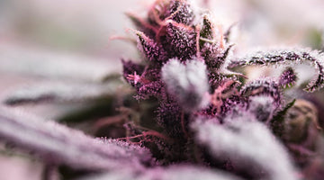 Set and Setting for THC: Guide to a Great First Experience