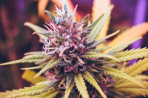 Residual Solvents Explained: Why Solventless Live Rosin Wins