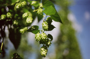 Hops and Cannabis Terpenes: Why THC Drinks Taste Like Beer