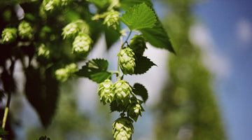 Hops and Cannabis Terpenes: Why THC Drinks Taste Like Beer