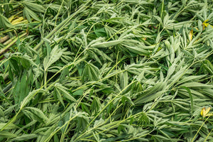CBDA vs CBD: Key Differences in Hemp Extracts