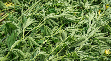 CBDA vs CBD: Key Differences in Hemp Extracts