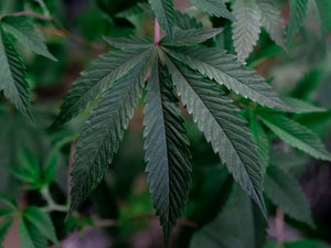 Transform Your Evenings: Build a Mindful Cannabis Ritual