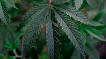 Transform Your Evenings: Build a Mindful Cannabis Ritual