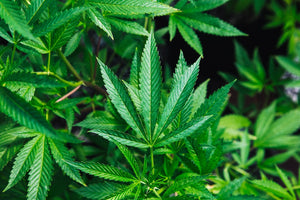 What to Do If You Took Too Much: Hemp-Derived THC First-Aid