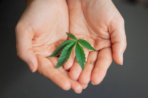 How to Buy Hemp THC Online Safely: Scam & Fake COA Guide