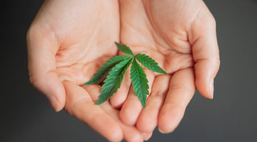 How to Buy Hemp THC Online Safely: Scam & Fake COA Guide