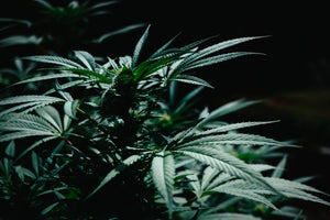 Cannabis plant in the dark lit from above 