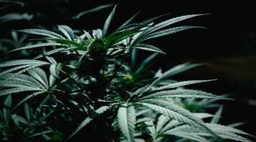 Cannabis plant in the dark lit from above 