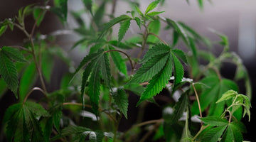 What Small-Batch Cannabis Really Means: Freshness & Quality