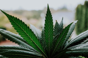 Cannabis Etiquette 101: Sharing Edibles & Drinks Gracefully