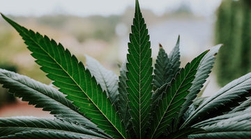 Cannabis Etiquette 101: Sharing Edibles & Drinks Gracefully