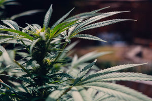 Cannabis plant uncut 