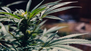 Cannabis plant uncut 