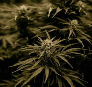 Cannabis, Consent & Dating: Safe Etiquette in Wisconsin