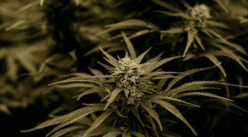 Cannabis, Consent & Dating: Safe Etiquette in Wisconsin