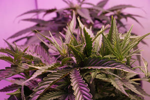 Why Fatty Foods Make Edibles Stronger: The Science Explained