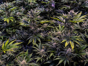 Cannabis plants