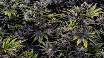 Cannabis plants